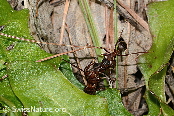 Foto: Rote Waldameisen (Formica rufa). Länge 4 - 9mm. Zwei Ameisen kommunizieren miteinander. Ansicht von oben.