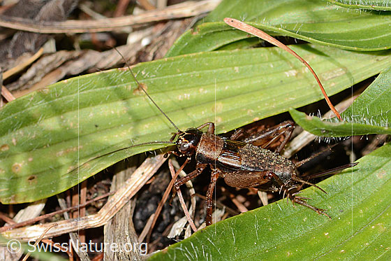 Foto: Waldgrille (Nemobius sylvestris). Länge 12mm. Weibchen. Ansicht von seitlich oben.