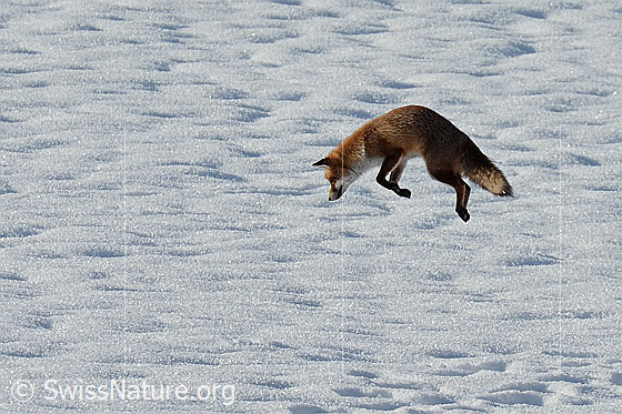 Der Rotfuchs (Vulpes vulpes) geht mit einem gewagten Sprung zum Angriff über.