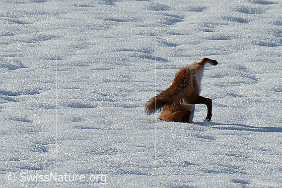 Der Rotfuchs (Vulpes vulpes) taucht in den Schnee ein.