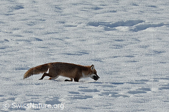 Foto: Rotfuchs (Vulpes vulpes). Er hat eine Maus erbeutet und trottet mit der Beute in der Schnauze davon.
