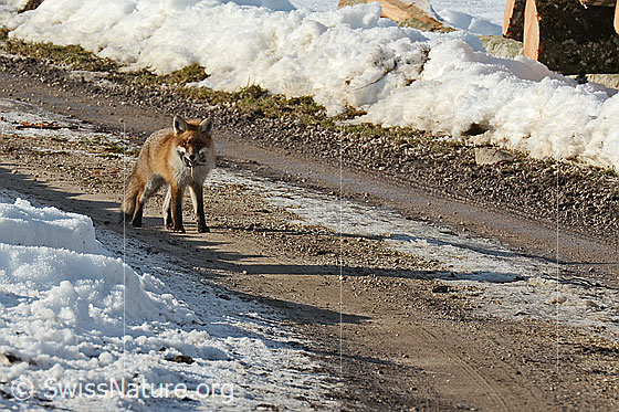 Foto: Rotfuchs (Vulpes vulpes). Ein Fuchs mit einer erbeuteten Maus in der Schnauze entdeckt die Fotografin.