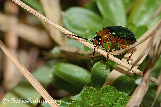 Photo: Sermylassa halensis. Length 7mm. View from side front.