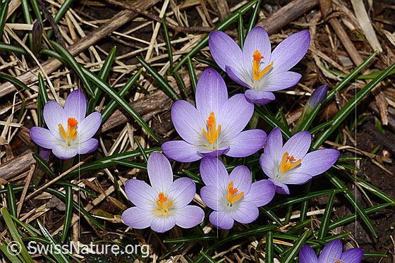 Photo: Crocus albiflorus. Blossoms.