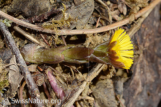 Foto: Huflattich (Tussilago farfara). Ganze Pflanze (Habitus). Höhe: 4cm.