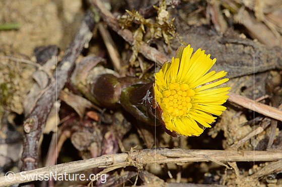 Photo: Tussilago farfara. Blossom and stem.