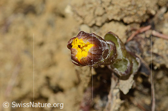 Foto: Huflattich (Tussilago farfara). Noch geschlossene Blüte.