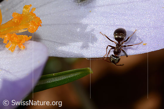 Photo: Lasius niger on Crocus albiflorus. Length 4mm. View from above.