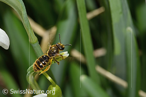 Foto: Gewöhnliche Schmalbiene (Lasioglossum calceatum) auf Schneeglöckchen (Galanthus nivalis). Länge 8mm. Weibchen. Ansicht von oben.