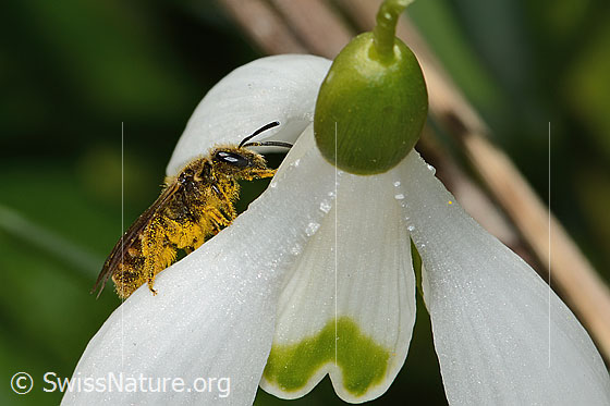 Foto: Gewöhnliche Schmalbiene (Lasioglossum calceatum) auf Schneeglöckchen (Galanthus nivalis). Länge 8mm. Weibchen. Ansicht von der Seite.