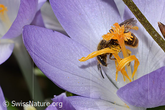 Photo: Lasioglossum calceatum on Crocus albiflorus. Length 8mm. Female. View from the side.