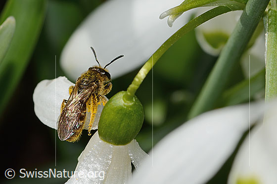 Foto: Gewöhnliche Schmalbiene (Lasioglossum calceatum) auf Schneeglöckchen (Galanthus nivalis). Länge 8mm. Weibchen. Ansicht von oben.