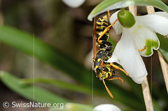 Foto: Französische Feldwespe (Polistes dominula) auf Schneeglöckchen (Galanthus nivalis). Länge 16mm. Weibchen. Ansicht von der Seite.