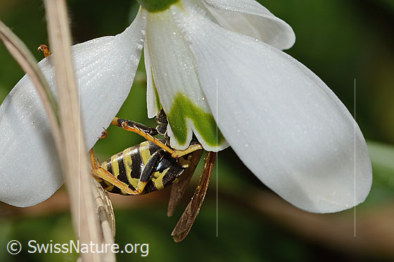 Foto: Französische Feldwespe (Polistes dominula) auf Schneeglöckchen (Galanthus nivalis). Länge 16mm. Weibchen. Untenansicht.