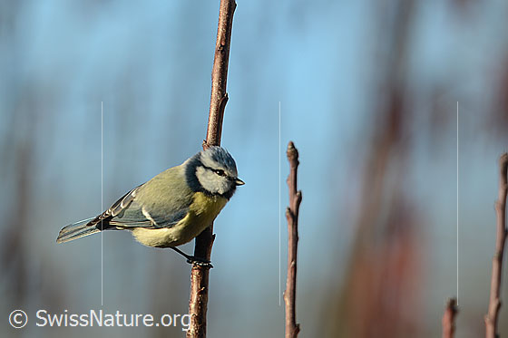 Photo: Cyanistes caeruleus. View from the side.