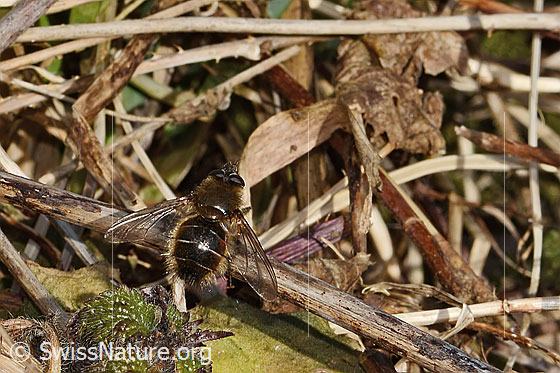 Foto: Tachina ursina (Raupenfliege). Länge 10 - 16mm. Männchen. Ansicht von hinten oben.