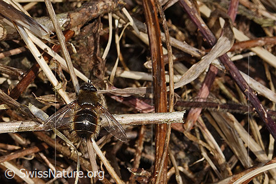 Foto: Tachina ursina (Raupenfliege). Länge 10 - 16mm. Männchen. Ansicht von hinten oben,