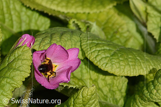 Photo: Andrena bicolor on Primula acaulis. Length 11mm. Female. View from behind.