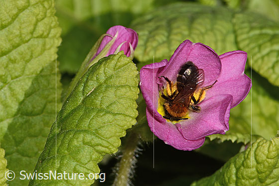 Photo: Andrena bicolor on Primula acaulis. Length 11mm. Female. View from above.