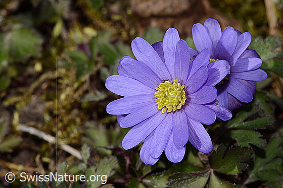 Balkan Windröschen (Anemone blanda)