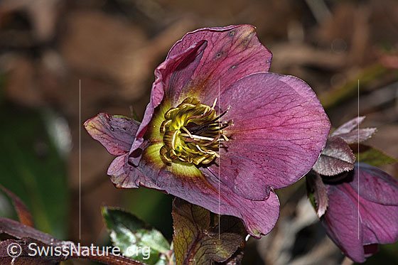 Foto: Östliche Nieswurz (Helleborus orientalis). Wird auch Lenzrose genannt. Blüte. Ansicht von vorne.