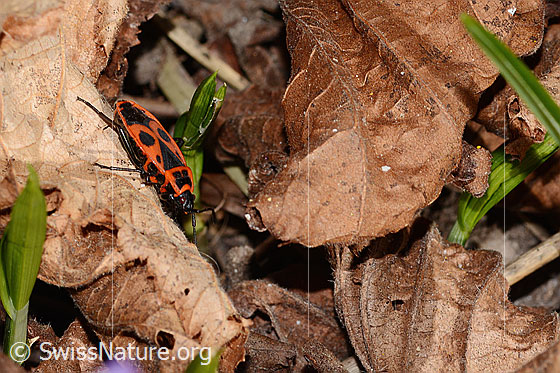 Photo: Pyrrhocoris apterus. View from the side.