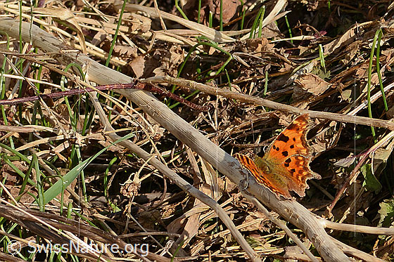 Foto: C-Falter (Polygonia c-album). Flügel geschlossen. Ansicht von schräg hinten oben.