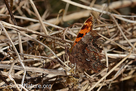 Foto: C-Falter (Polygonia c-album). Flügel halb geschlossen. Ansicht von der Seite.