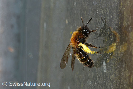 Foto: Zweifarbige Sandbiene (Andrena bicolor). Länge 9 - 11mm. Weibchen. Ansicht von der Seite.