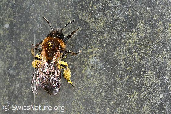 Foto: Zweifarbige Sandbiene (Andrena bicolor). Länge 9 - 11mm. Weibchen. Ansicht von oben.