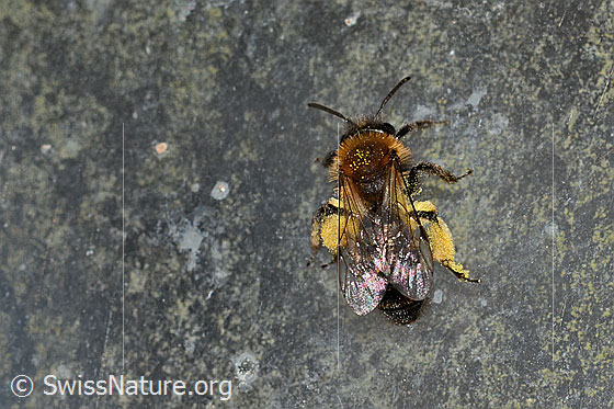 Foto: Zweifarbige Sandbiene (Andrena bicolor). Länge 9 - 11mm. Weibchen. Ansicht von oben.