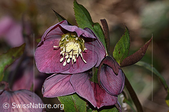 Foto: Östliche Nieswurz (Helleborus orientalis). Wird auch Lenzrose genannt. Blüte.