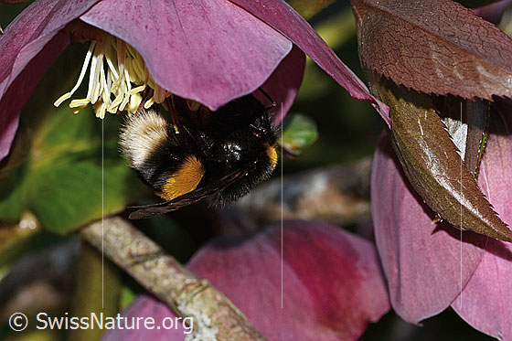Foto: Dunkle Erdhummel (Bombus terrestris) an Östliche Nieswurz (Helleborus orientalis). Länge 23mm. Königin. Ansicht von schräg hinten.