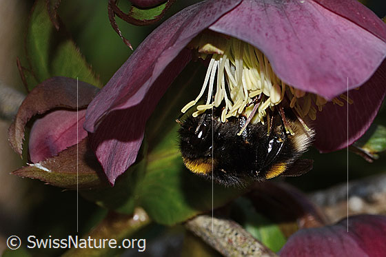 Foto: Dunkle Erdhummel (Bombus terrestris) an Östliche Nieswurz (Helleborus orientalis). Länge 23mm. Königin. Ansicht von der Seite.