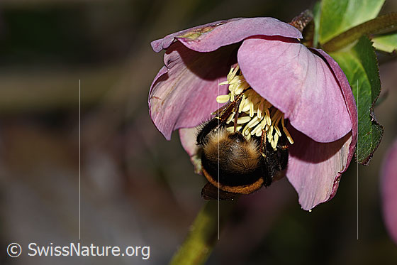 Foto: Dunkle Erdhummel (Bombus terrestris) an Östliche Nieswurz (Helleborus orientalis). Länge 23mm. Königin. Ansicht von hinten.