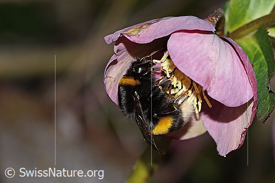 Foto: Dunkle Erdhummel (Bombus terrestris) an Östliche Nieswurz (Helleborus orientalis). Länge 23mm. Königin. Ansicht von der Seite.