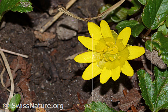 Foto: Scharbockskraut (Ranunculus ficaria). Blüte.