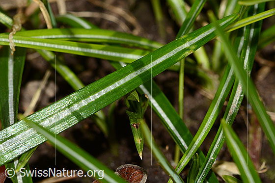 Photo: Crocus albiflorus. Leaf.
