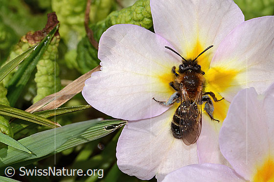 Foto: Zweifarbige Sandbiene (Andrena bicolor) an Stängellose Schlüsselblume (Primula acaulis). Länge 9mm. Weibchen. Ansicht von oben.