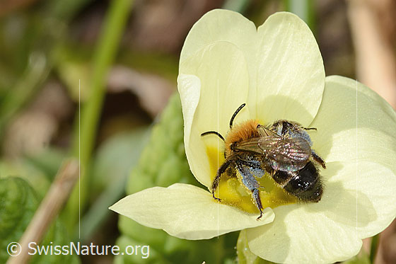 Foto: Zweifarbige Sandbiene (Andrena bicolor) an Stängellose Schlüsselblume (Primula acaulis). Länge 9mm. Weibchen. Ansicht von schräg oben.