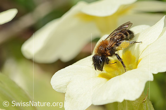 Foto: Zweifarbige Sandbiene (Andrena bicolor) an Stängellose Schlüsselblume (Primula acaulis). Länge 9mm. Weibchen. Ansicht von schräg vorne.