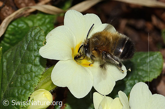 Foto: Frühlings-Pelzbiene (Anthophora plumipes) an Stängellose Schlüsselblume (Primula acaulis). Länge 15mm. Männchen. Ansicht von seitlich oben.