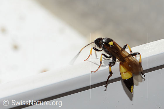 Ichneumon stramentor (Schlupfwespe)