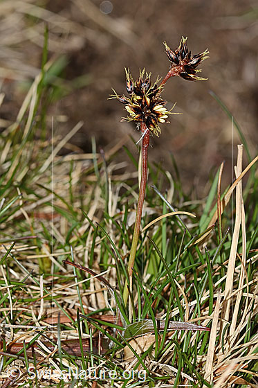 Foto: Wahrscheinlich Feld-Hainsimse (Luzula campestris). Ganze Pflanze. Höhe: 5cm.