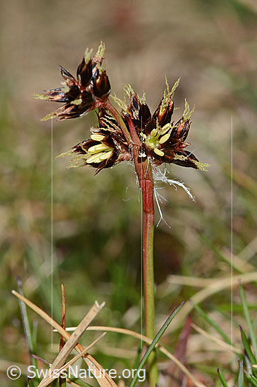 Foto: Wahrscheinlich Feld-Hainsimse (Luzula campestris). Blüten und Stängel.
