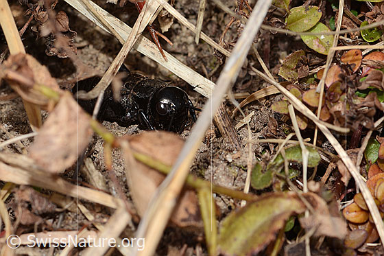 Photo: Gryllus campestris. View from the front.