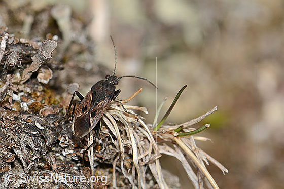 Photo: Rhyparochromus pini. View from above.