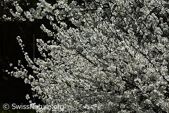 Foto: Schwarzdorn (Prunus spinosa) in voller Blust. Wird auch Schlehdorn genannt.