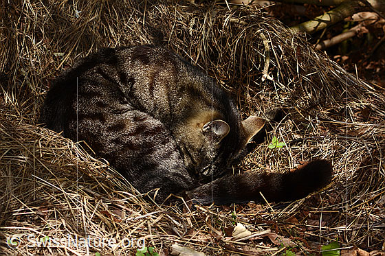 Foto: Hauskatze (Felis catus). Der naturnahe Garten ist bei Hauskatzen sehr beliebt.
