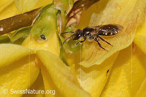 Foto: Gewöhnliche Schmalbiene (Lasioglossum calceatum) an Forsythie (Forsythia). Länge 8mm. Weibchen. Ansicht von schräg oben.